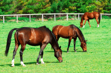 HORSES AND BUSHFIRES – DO YOU HAVE A PLAN?